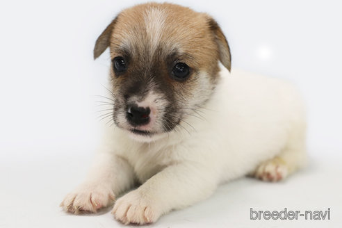 成約済の神奈川県のジャックラッセルテリア-313799の2枚目